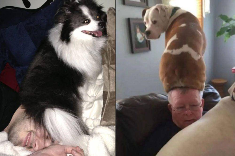 kolase potret anjing duduk di kepala (reddit.com/TeddyP I instagram.com/disturbingzone)