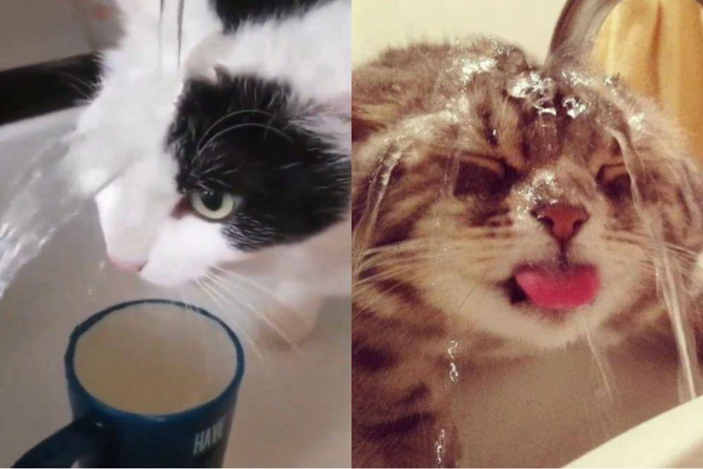 kolase potret kucing berusaha minum air keran (twitter.com/DontShowYourCat I reddit.com/Boboglobo69)