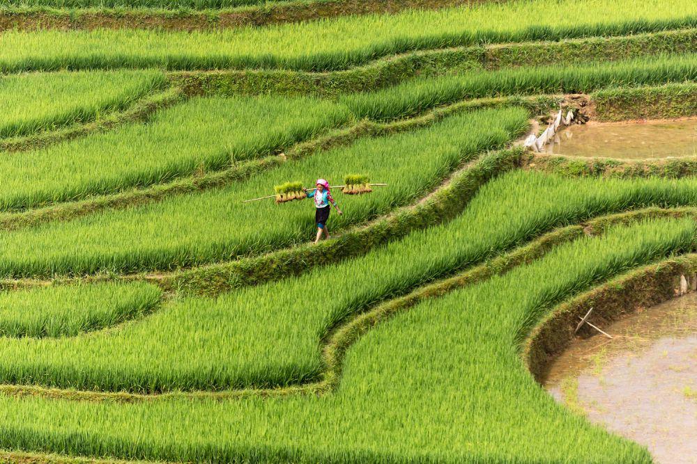 Fenomena El Nino Vietnam Sebabkan Kekeringan Lahan Pertanian