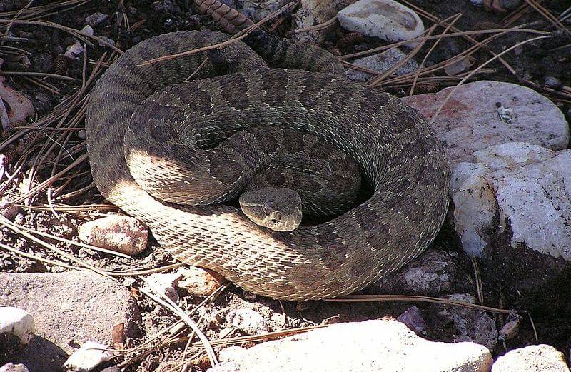 Prairie rattlesnake (commons.wikimedia.org/NPS Photo)