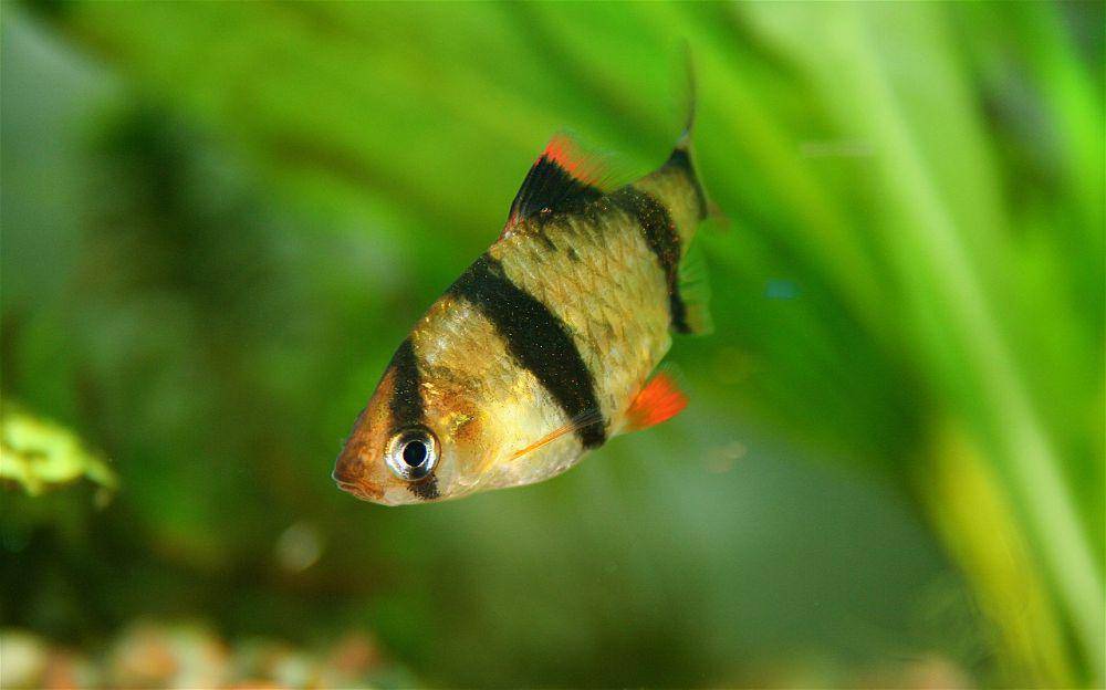 ikan tiger barb merupakan ikan air tawar anggota family Cyprinidae dan genus Puntigrus (commons.wikimedia.org/Faucon)