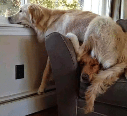 potret anjing duduk di kepala (reddit.com/brolbo)