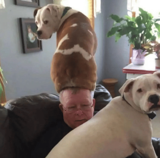 potret anjing duduk di kepala (instagram.com/disturbingzone)