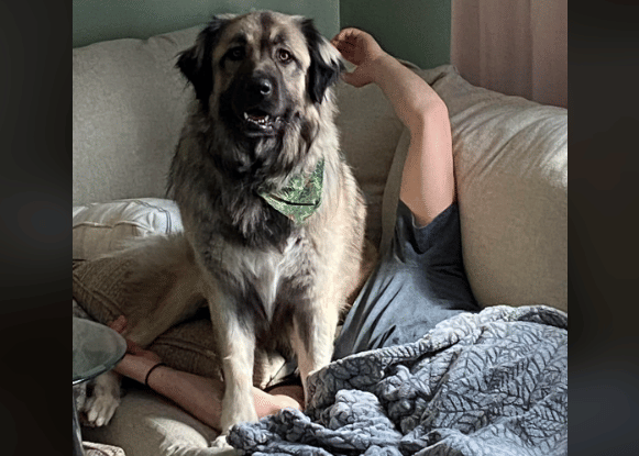 potret anjing duduk di kepala (reddit.com/GranKrat)