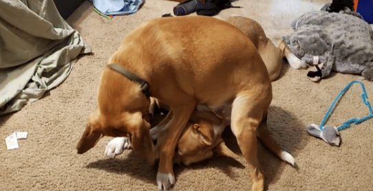 potret anjing duduk di kepala (reddit.com/Buzzerb5x9x_yt)