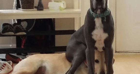 potret anjing duduk di kepala (reddit.com/K1ng_Leo)