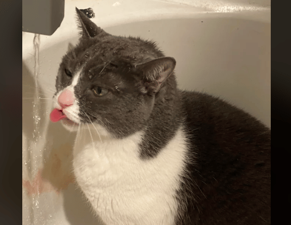 potret kucing berusaha minum air keran (reddit.com/KingRaccoon_cg)