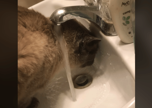 potret kucing berusaha minum air keran (reddit.com/KingRaccoon_cg)