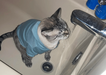 potret kucing berusaha minum air keran (reddit.com/alluringapple)