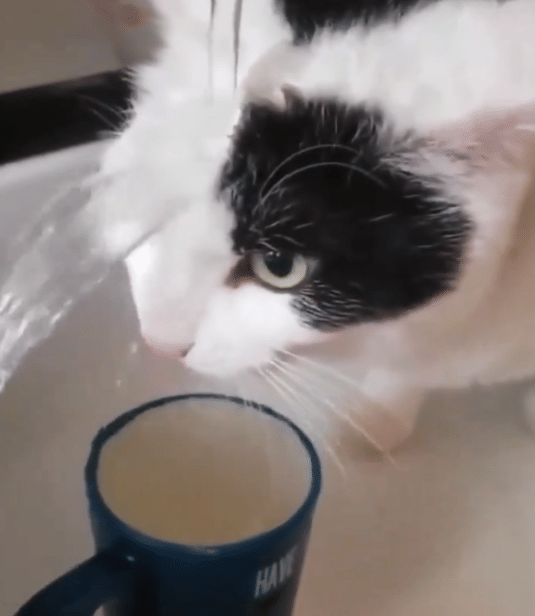 potret kucing berusaha minum air keran (twitter.com/DontShowYourCat)