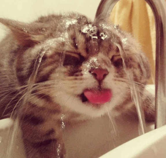 potret kucing berusaha minum air keran (reddit.com/Boboglobo69)