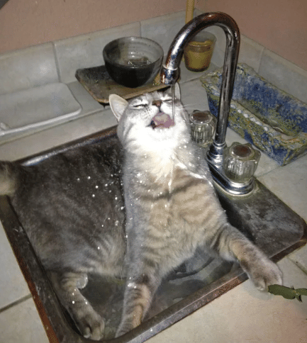 potret kucing berusaha minum air keran (reddit.com/falc0n2600)