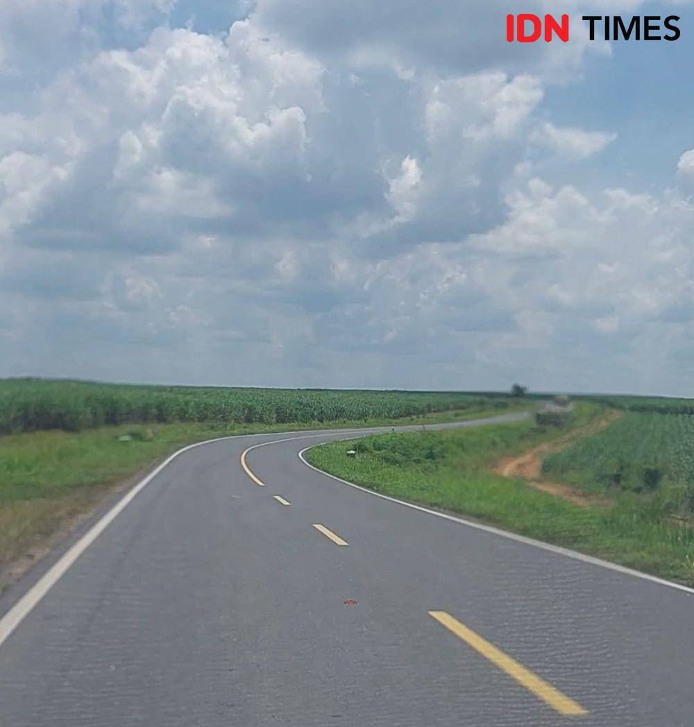 Potret perkebunan di Lampung (IDN Times/Silviana)