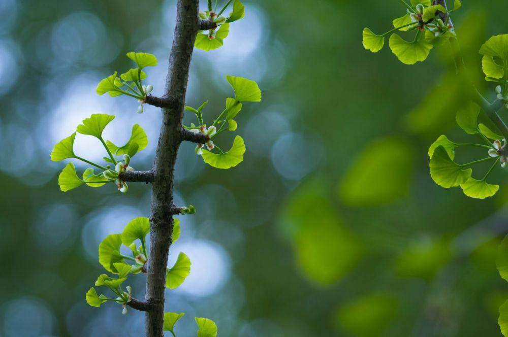 ilustrasi ginkgo biloba (unsplash.com/Vlad Kutepov)