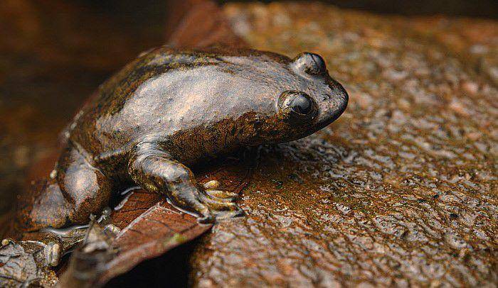 Katak kepala pipih kalimantan (naturepl.com/Chien Lee)