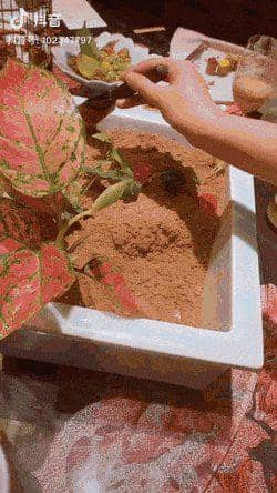 potret penyajian makanan konsep berpasir (reddit.com/user/fire99966)