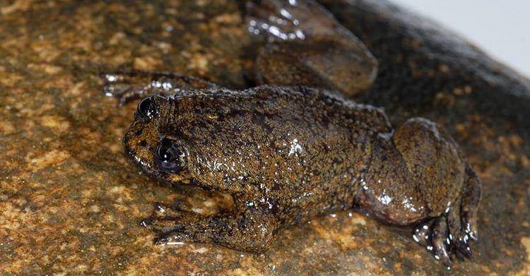 Katak kepala pipih kalimantan (dok. petpintar.com)
