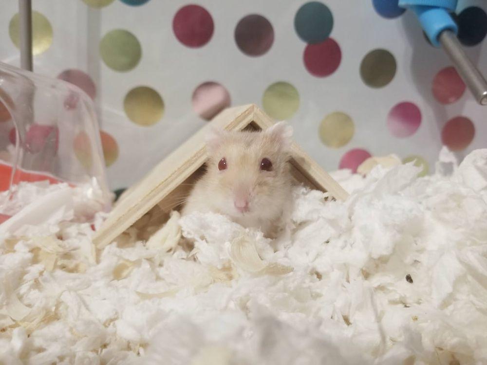 8 Foto Gemas Hamster Lagi Nongkrong di Tenda, Nyamankah?
