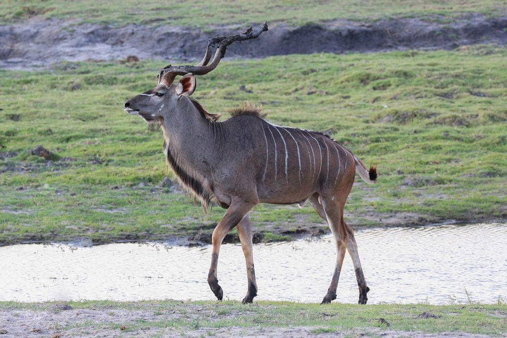 Greater kudu (commons.m.wikimedia.org/Bernard Gagnon)