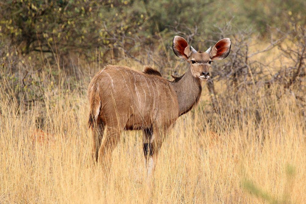 Greater kudu (commons.m.wikimedia.org/Charles J. Sharp)