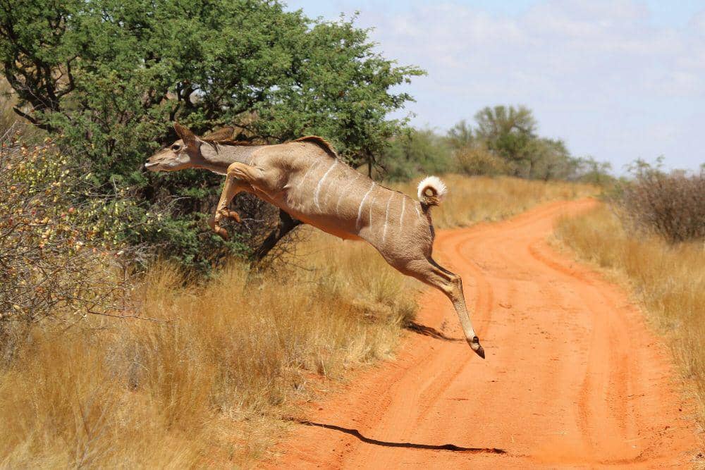Greater kudu (commons.m.wikimedia.org/Charles J. Sharp)