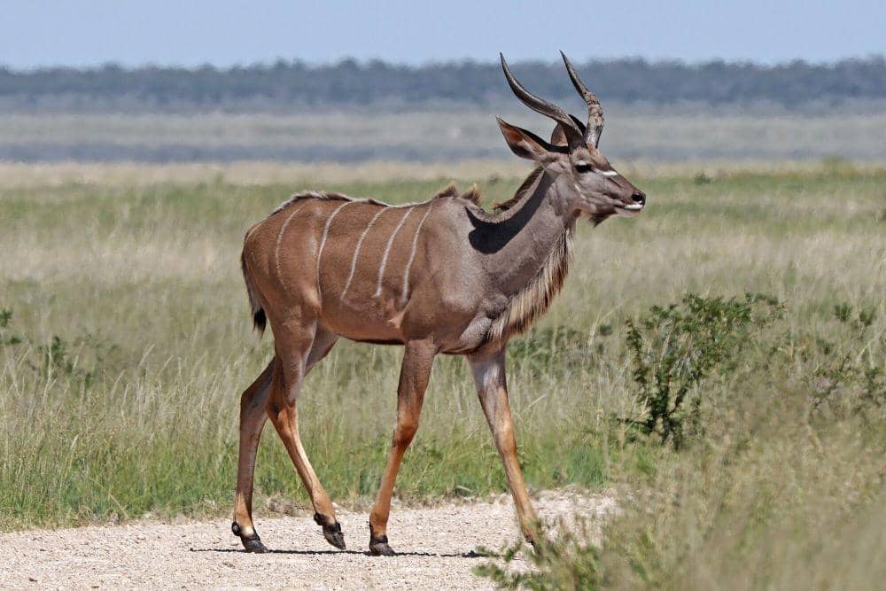Greater kudu (commons.m.wikimedia.org/Charles J. Sharp)