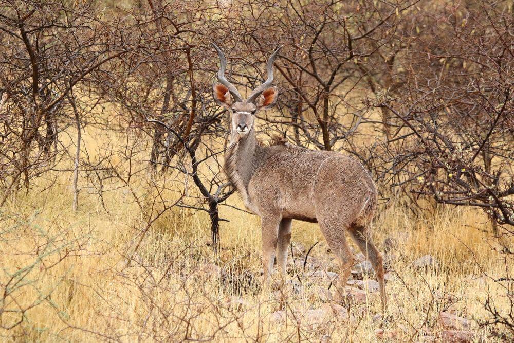 Greater kudu (commons.m.wikimedia.org/Charles J. Sharp)
