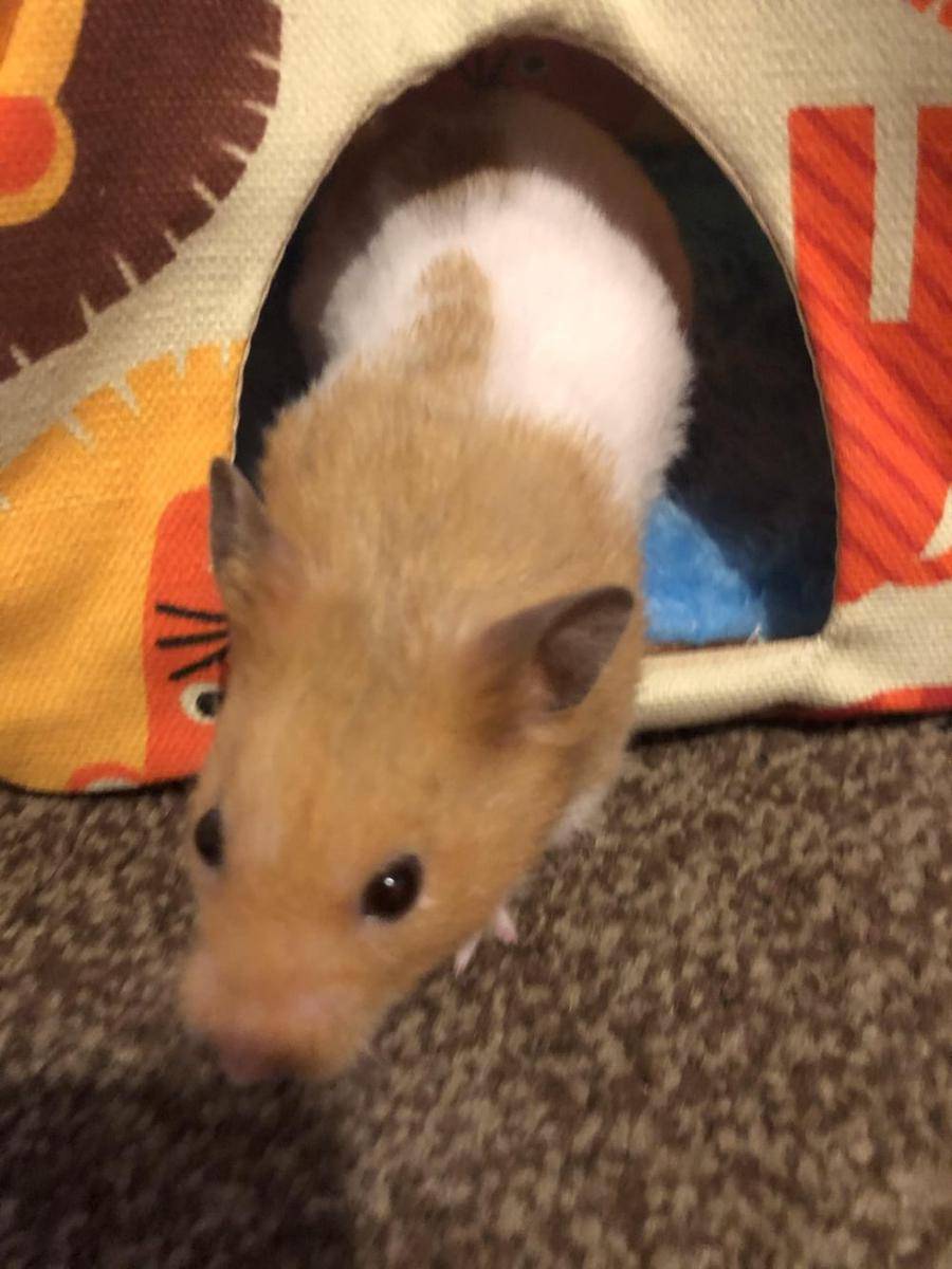 potret hamster nongkrong di tenda (reddit.com/user/rdvlvt0)