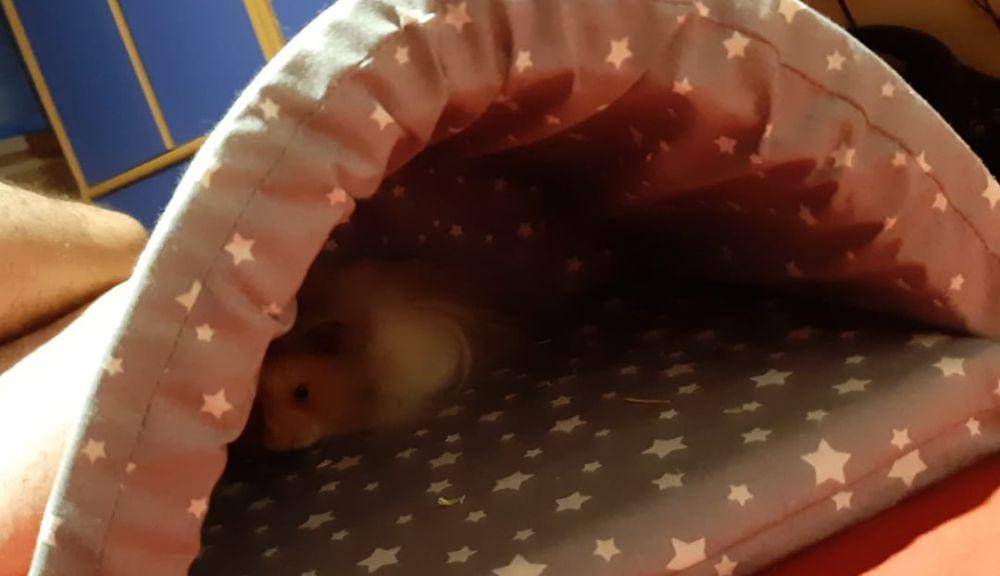 potret hamster nongkrong di tenda (reddit.com/user/Disprozium)