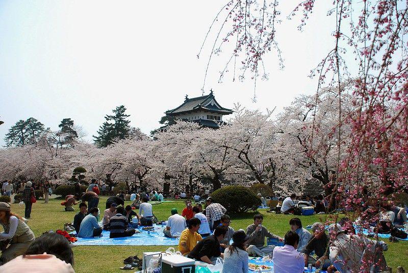 Mengenal Tradisi Hanami Saat Sakura di Jepang, Seperti Apa?