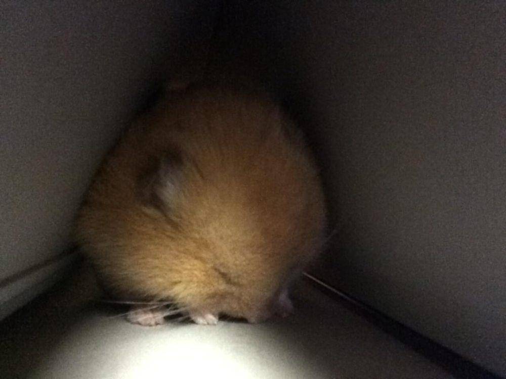 potret hamster nongkrong di tenda (reddit.com/user/CopperSmokeClayton)