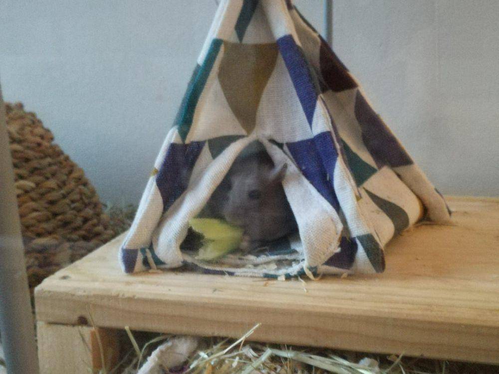 potret hamster nongkrong di tenda (reddit.com/user/seasalt-and-oranges)