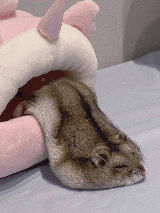 potret hamster nongkrong di tenda (reddit.com/user/Specific-College-194)