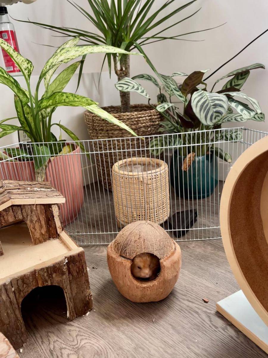 potret hamster nongkrong di tenda (reddit.com/user/Practical-Hearing513)