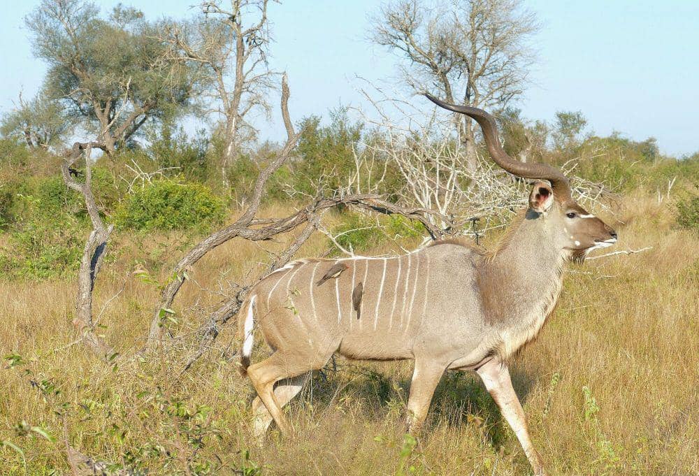 Greater kudu (commons.m.wikimedia.org/Bernard Dupont)