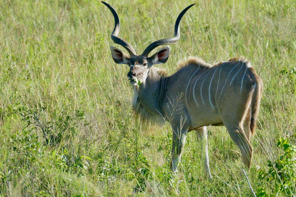 6 Fakta Unik Greater Kudu, Hidup dalam Kawanan Kecil