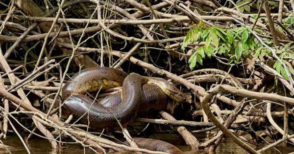 Raksasa Sejati di Dunia Reptil, Anakonda Monster Ditemukan di Amazon