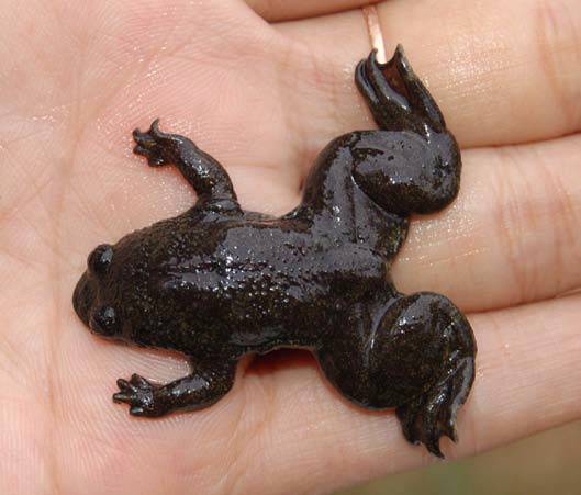 Katak kepala pipih kalimantan (dok. medialuhkan.blogspot.com)