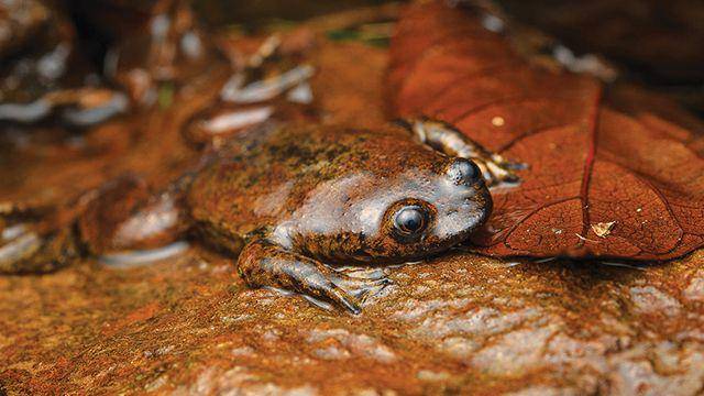Katak kepala pipih kalimantan (dok. iucnredlist.org)