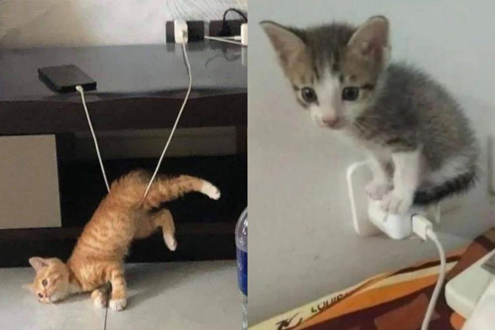 7 Potret Kocak Kucing dan Charger HP, Lagi Ngisi Energi