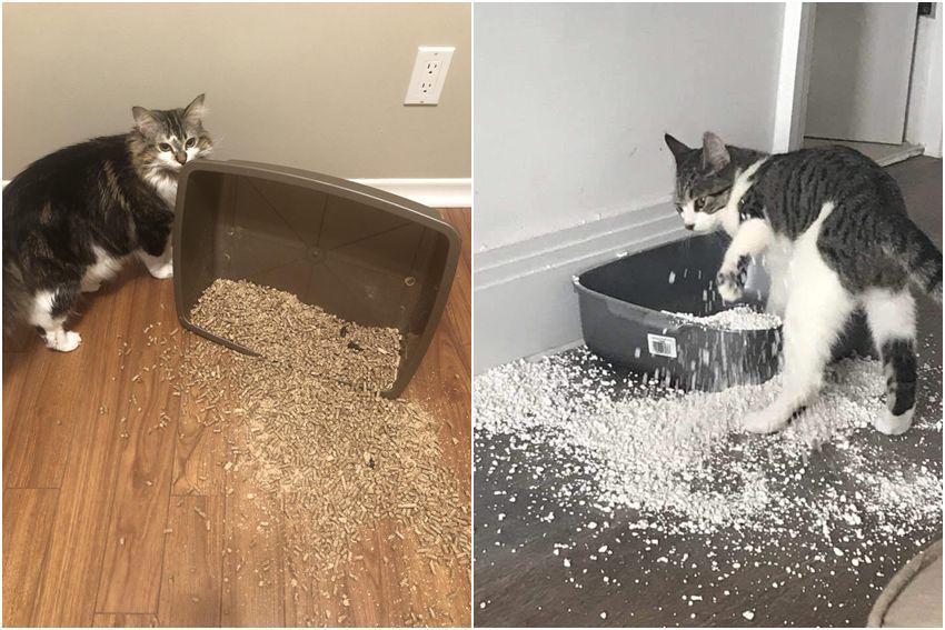 9 Tingkah Ngeselin Kucing Berulah di Litter Box, Ditumpahin Semua!