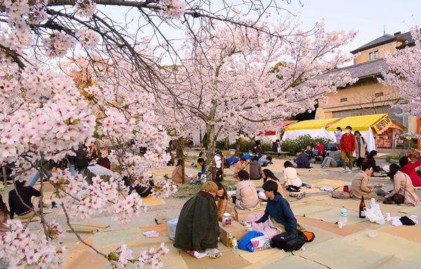 potret perayaan Tradisi Hanami (blog.gaijinpot.com)