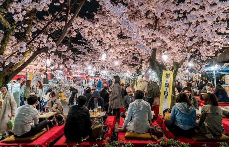 potret perayaan Tradisi Hanami (exporttojapan.co.uk)