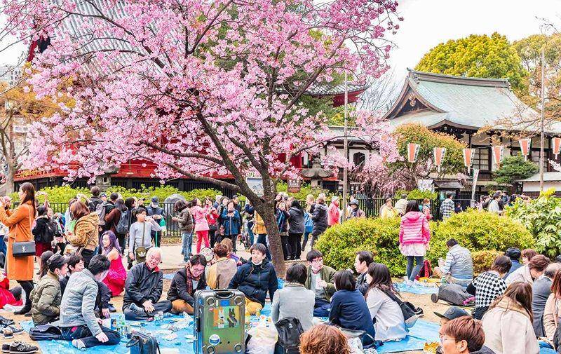 potret perayaan Tradisi Hanami (byfood.com)