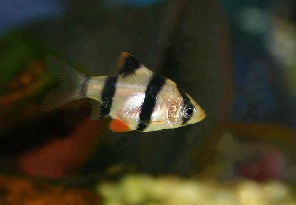 ikan tiger barb yang memiliki nama latin Puntius tetrazona mencapai usia dewasa dalam waktu sekitar 7 minggu (commons.wikimedia.org/Malene Thyssen)
