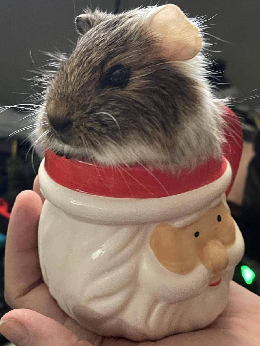 foto lucu marmut nongkrong di dekat mug (reddit.com/user/CavyMomma)