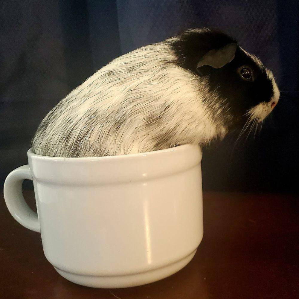 foto lucu marmut nongkrong di dekat mug (reddit.com/user/ToxicFlutter)