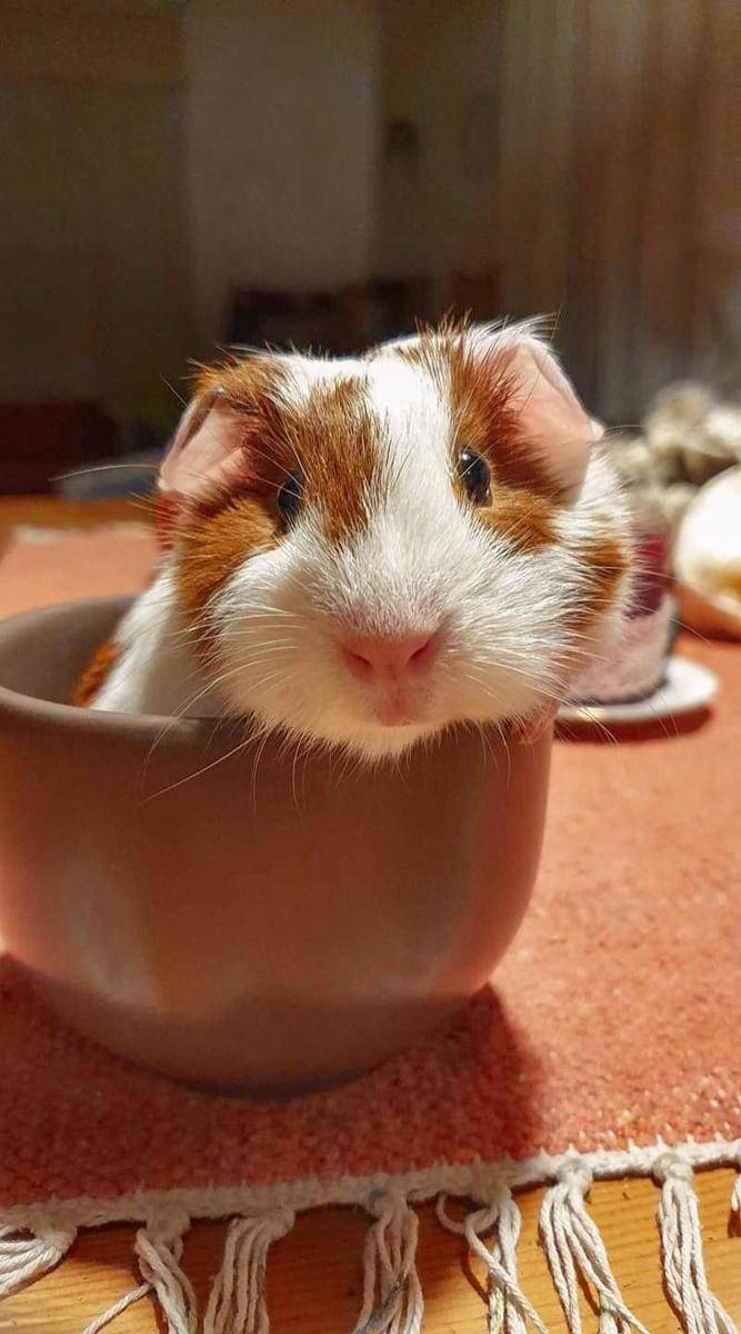 foto lucu marmut nongkrong di dekat mug (reddit.com/user/sad_and_stupid)