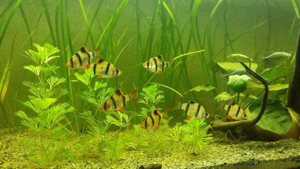 ikan tiger barb dikenal sebagai ikan yang suka menggigit sirip (fin nippers) sejumlah spesies ikan hias lain yang memiliki sirip dan ekor yang menjuntai (commons.wikimedia.org/Editor General)