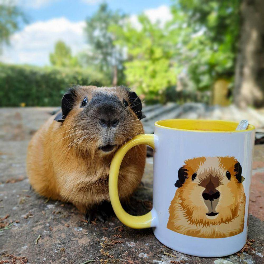 foto lucu marmut nongkrong di dekat mug (reddit.com/user/Officialpigdad)